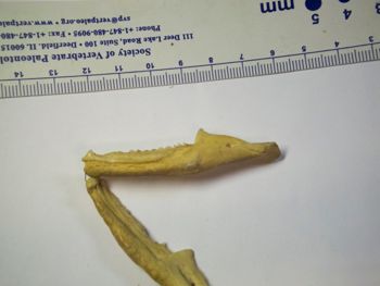 Media type: image;   Herpetology R-4702